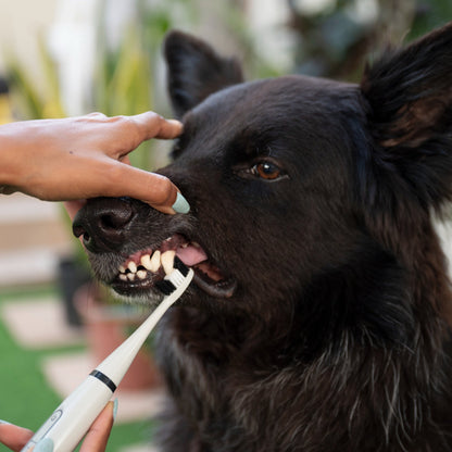 PediTales™- Dental Scaler for dogs