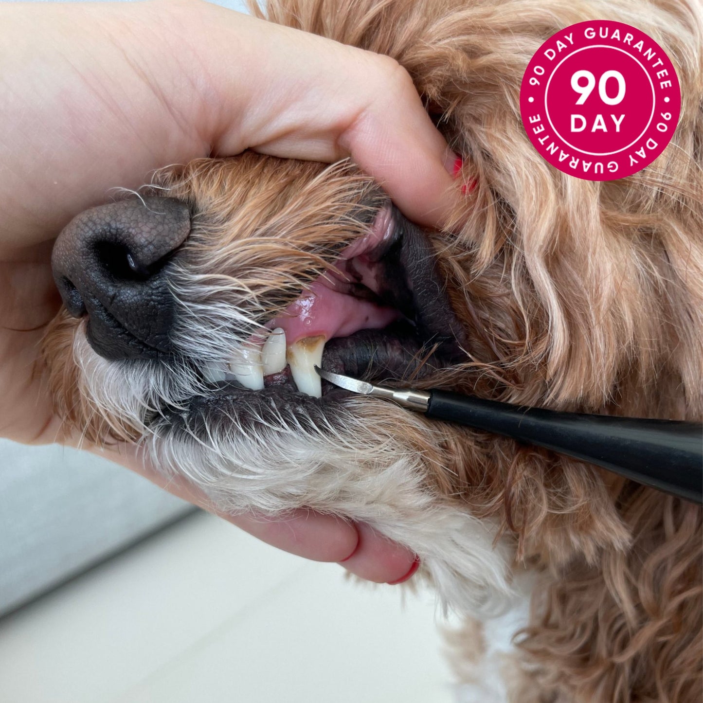 PediTales™- Dental Scaler for dogs